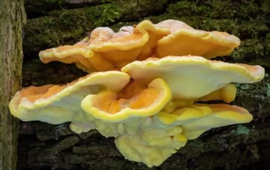 what is chicken of the wood