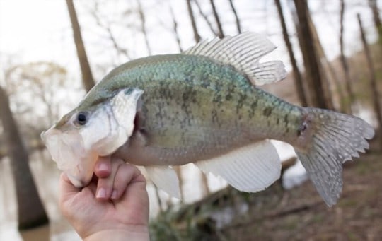 what is crappie