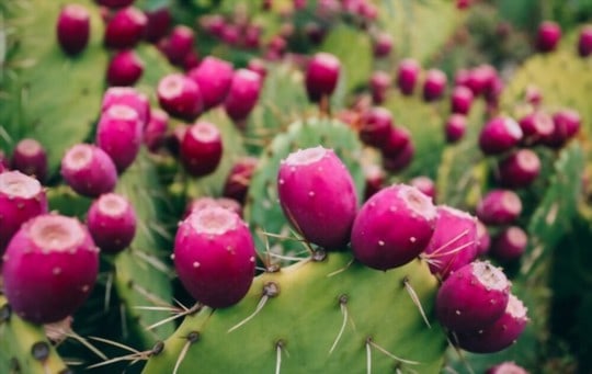 what is prickly pear