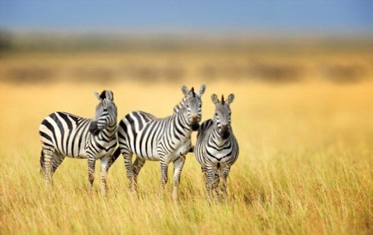 what is zebra