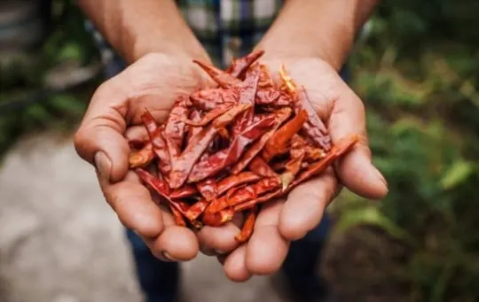 guajillo chile pepper