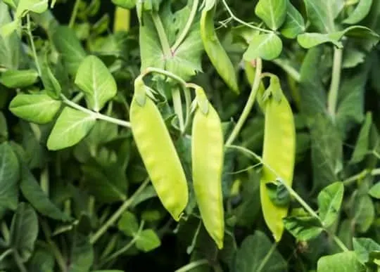 snow peas