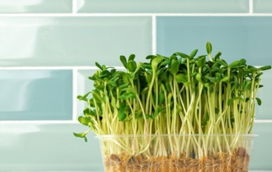 sunflower sprouts