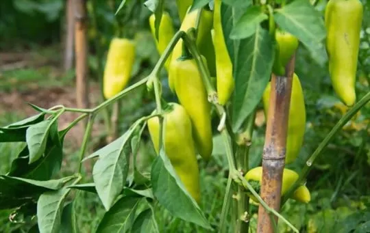 banana peppers