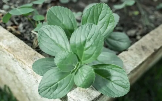 boldo leaves