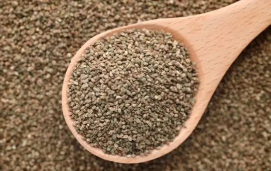 celery seeds