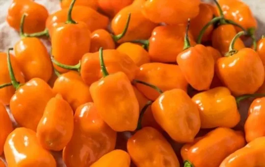 habanero peppers