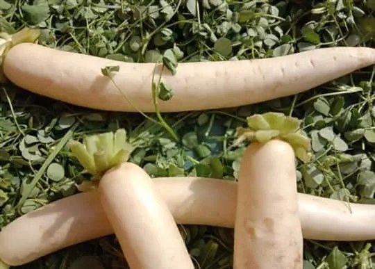 indian radish