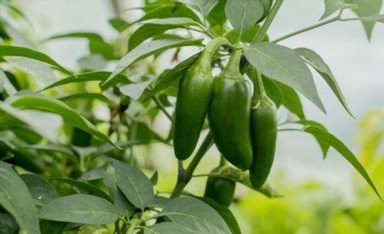 jalapeno peppers