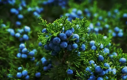 juniper berries