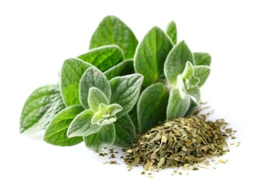 oregano