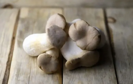 oyster mushrooms