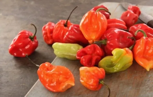 scotch bonnet also known as bonney pepper