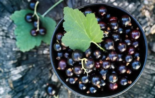 what are black currants