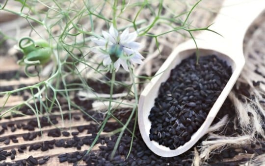 what are nigella seeds