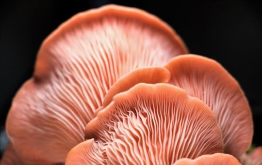 what are pink oyster mushrooms