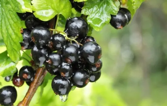 what do black currants taste like