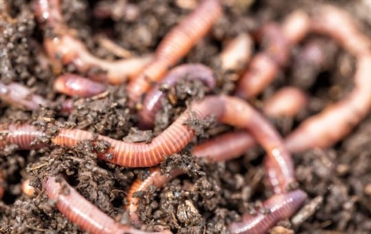 what do earthworms taste like