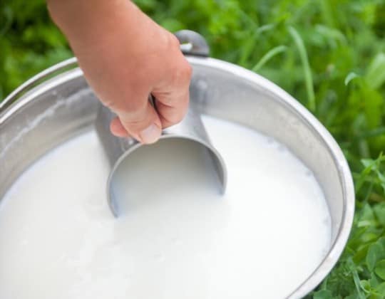 how to serve camel milk