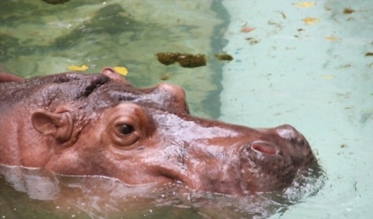 what does hippo milk taste like