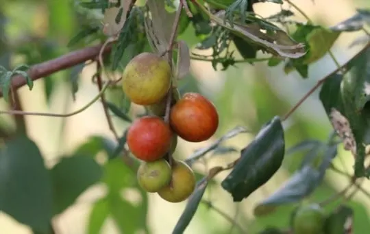 what is jujube fruit