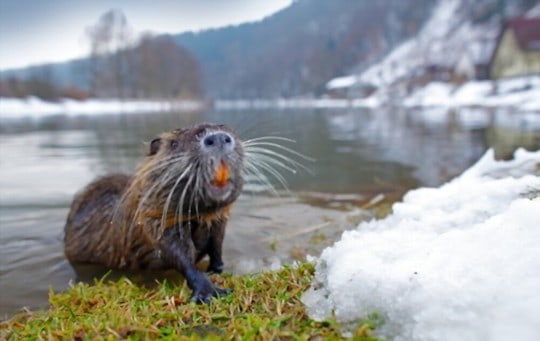 Exploring Nutria Taste: What Does Nutria Meat Taste Like?