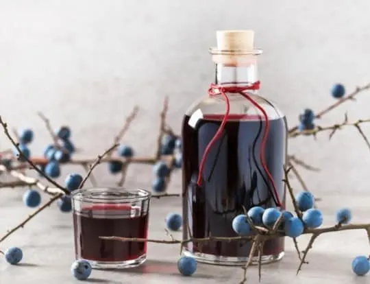 what is sloe gin