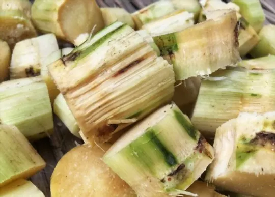 what is sugar cane