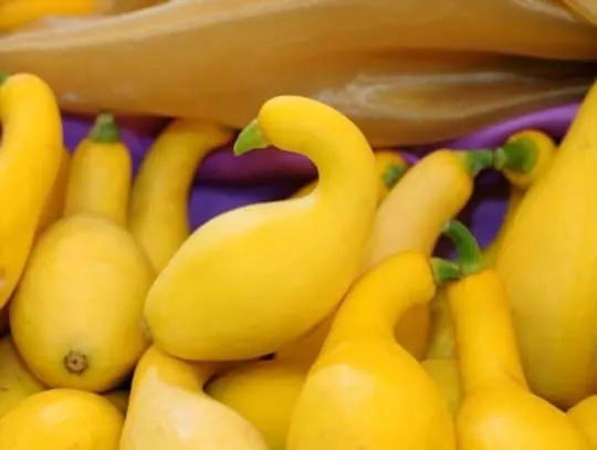 yellow crookneck squash