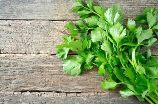 celery leaves