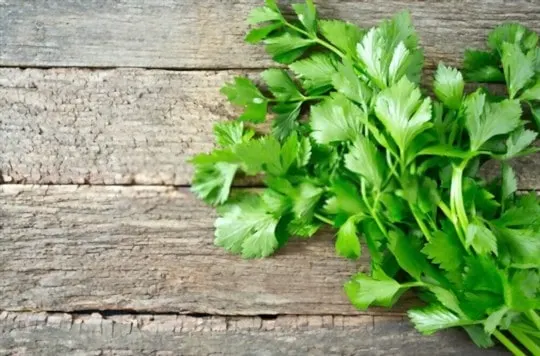 celery leaves