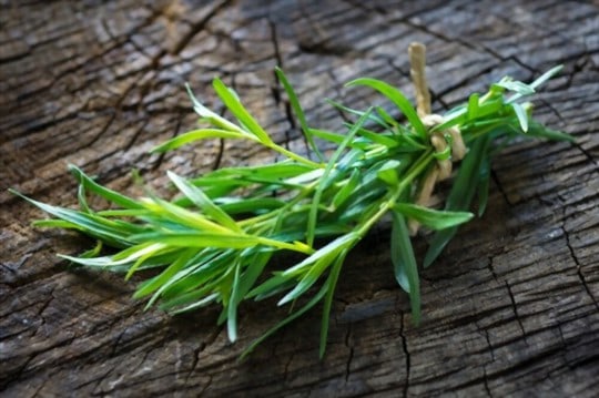 different types of tarragon