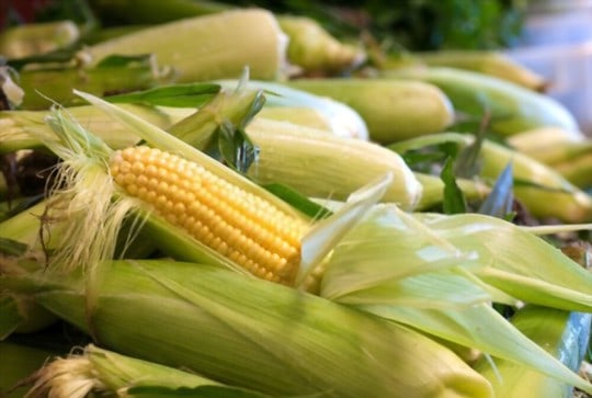 fresh corn husks