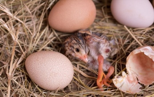 how to prepare and eat guinea fowl eggs