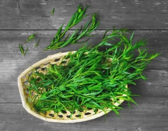 how to store tarragon properly