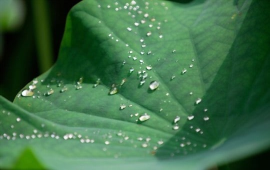 lotus leaf