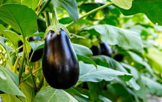 most popular types of eggplants