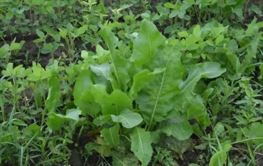 mustard greens