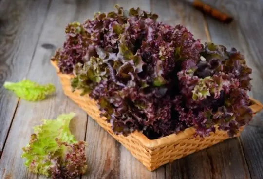 red lettuce