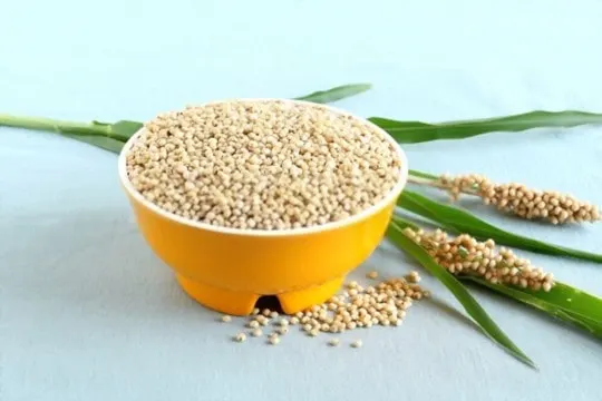 sorghum