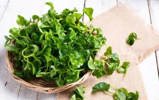 watercress