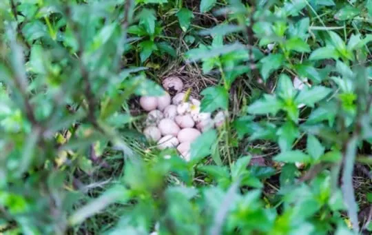 what are guinea fowl eggs