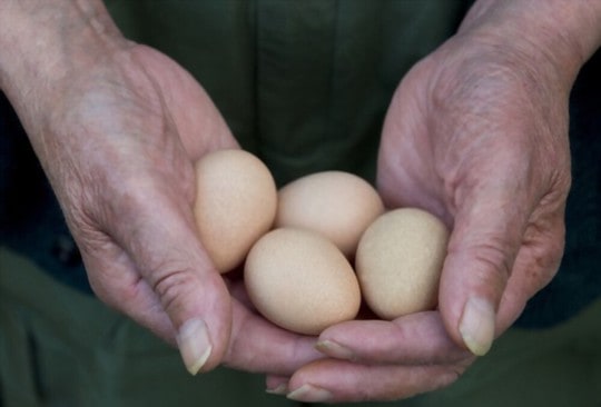 what do guinea fowl eggs taste like