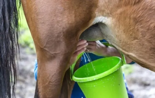 what does horse milk taste like