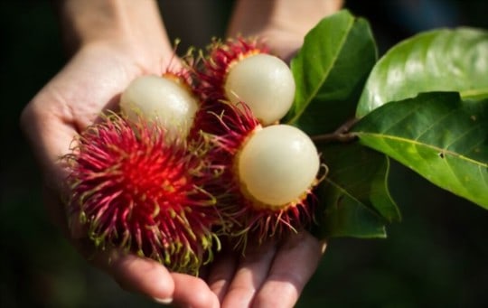 what does rambutan taste like