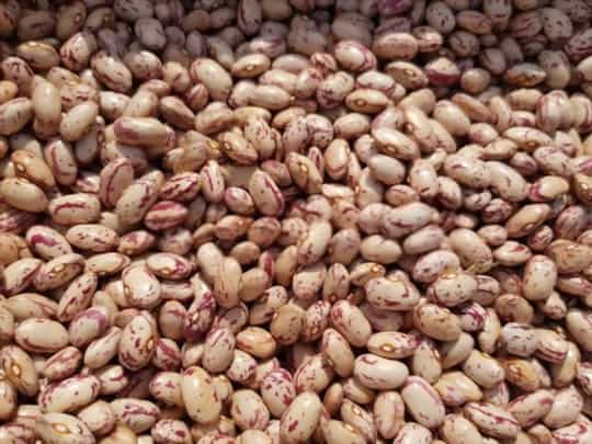 what is borlotti bean