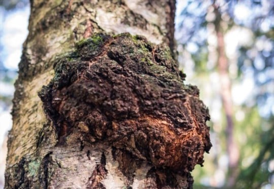 what is chaga