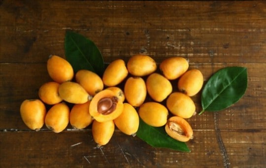 what is loquat