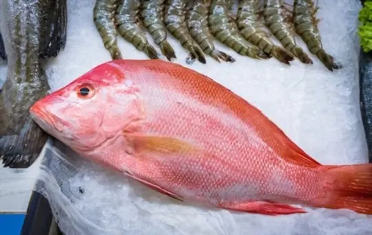 what is red snapper