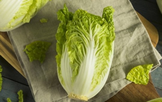 napa cabbage